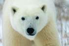 Canada, Manitoba, Churchill. Face of polar bear close-up. Art Print